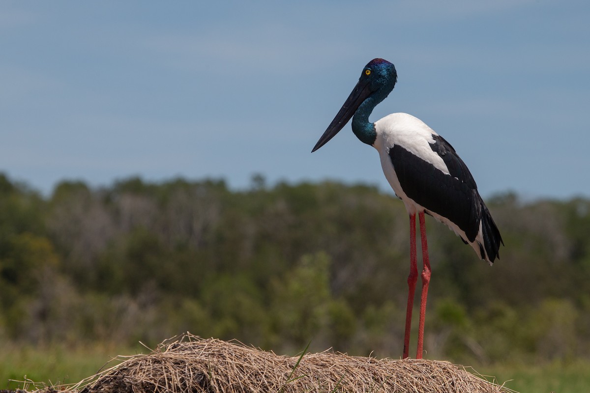 Black-necked Stork - ML616709277