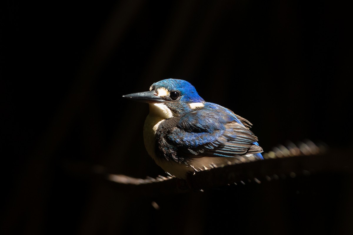 Little Kingfisher - ML616709279