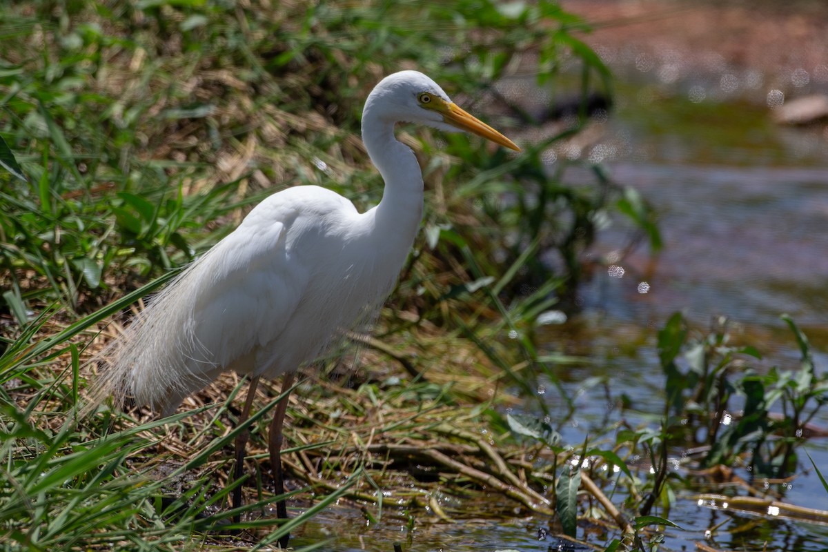 Plumed Egret - ML616709281