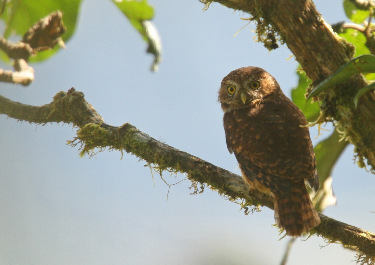 Yungas Pygmy-Owl - ML61670931