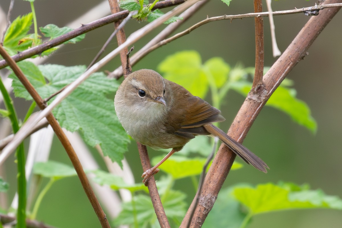 Brownish-flanked Bush Warbler (Brownish-flanked) - Xiaoni Xu