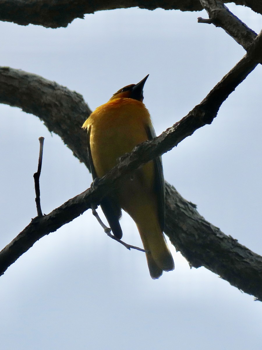 Bullock's Oriole - Anonymous