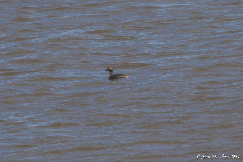 Horned Grebe - ML616709367