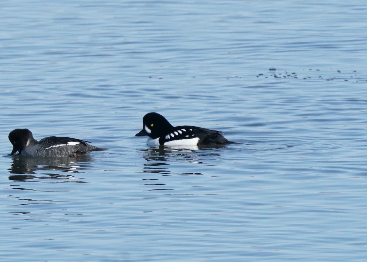 Barrow's Goldeneye - ML616709445