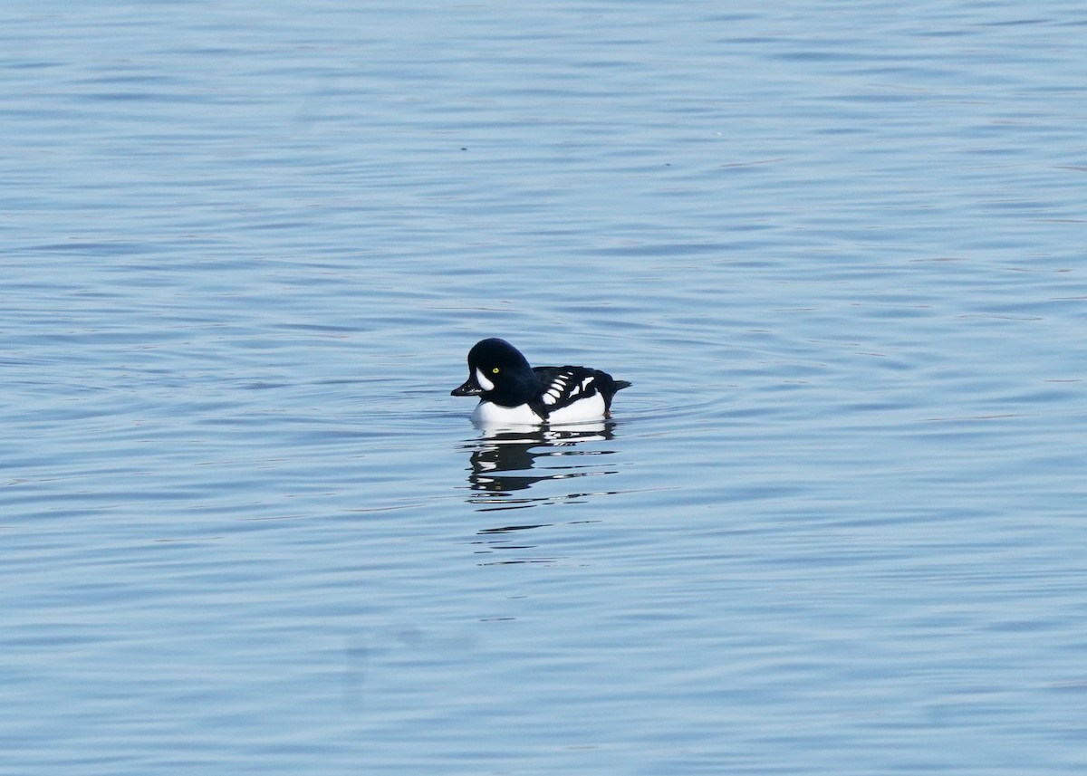 Barrow's Goldeneye - ML616709446