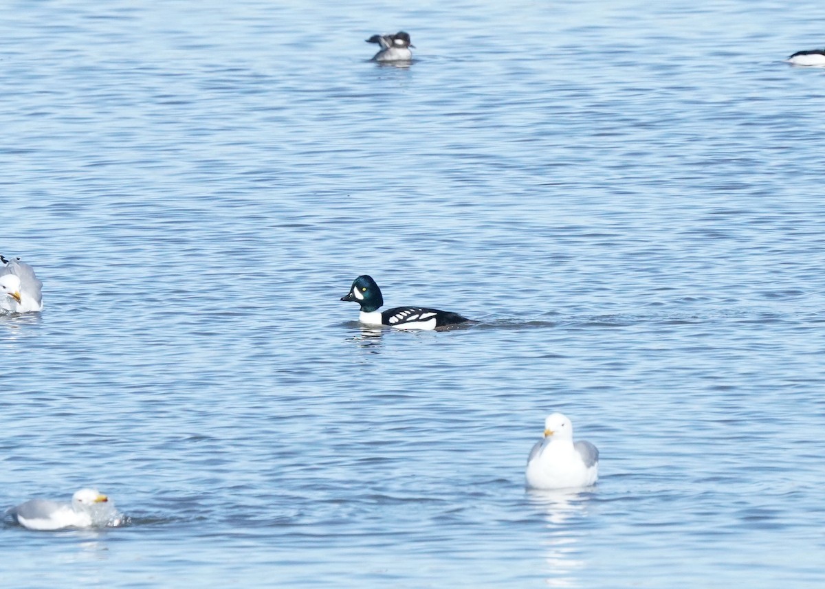 Barrow's Goldeneye - ML616709473