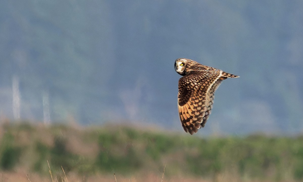 Hibou des marais (flammeus) - ML616709540