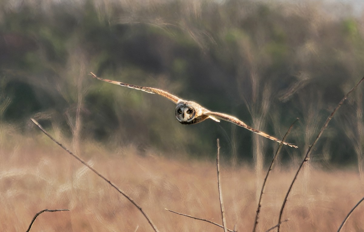 kalous pustovka (ssp. flammeus) - ML616709541