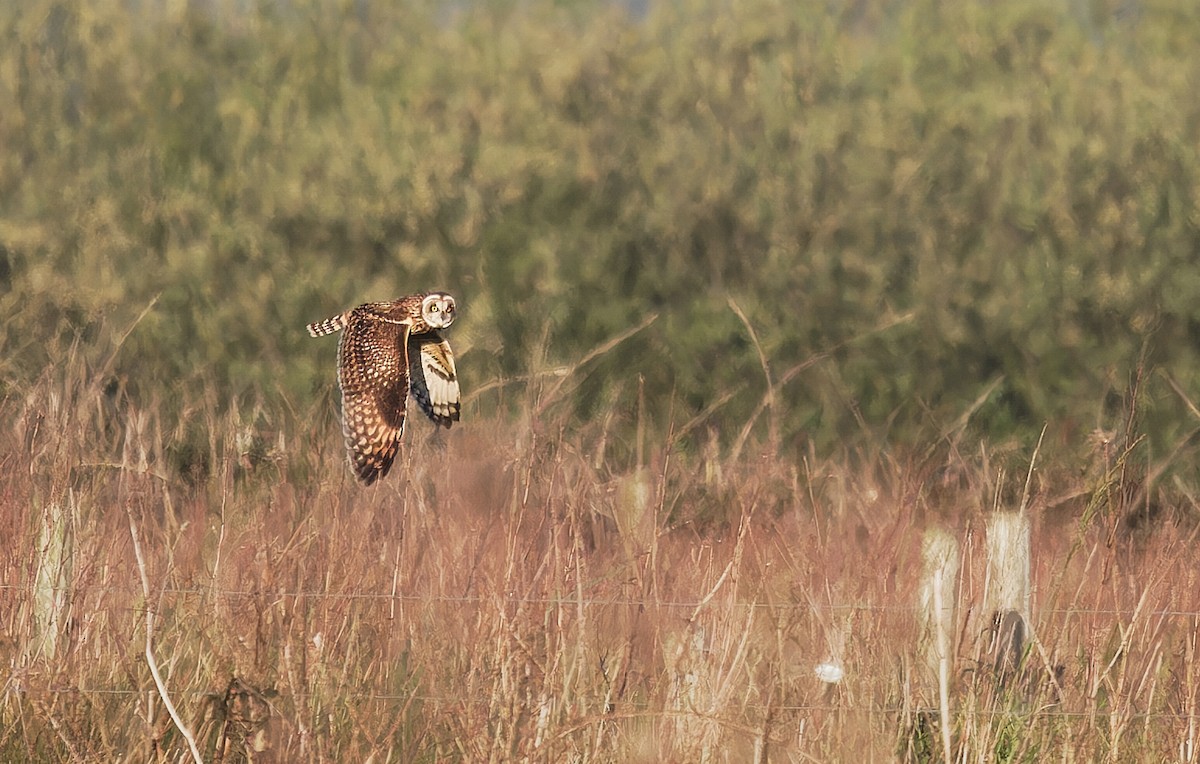 jordugle (flammeus) - ML616709542