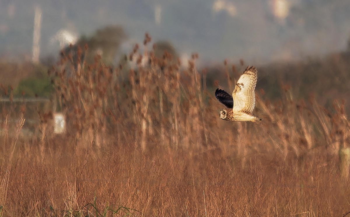 Hibou des marais (flammeus) - ML616709543