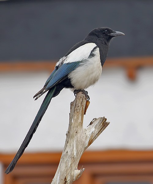 Eurasian Magpie - GIRISH KETKAR