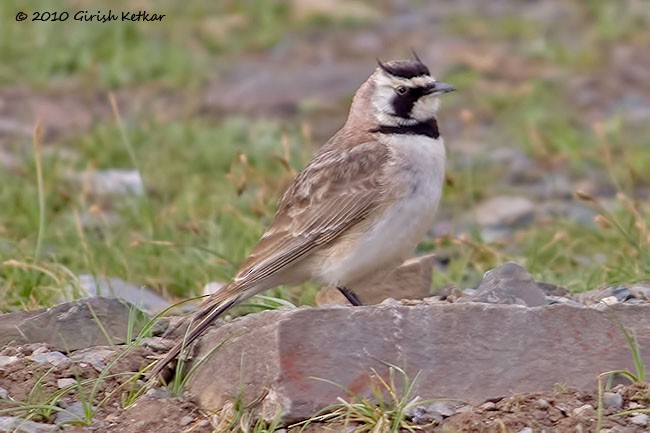 Horned Lark - GIRISH KETKAR