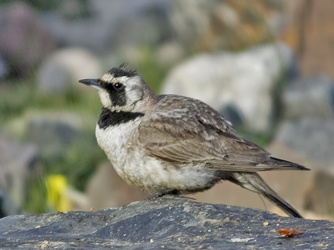 Horned Lark - GIRISH KETKAR