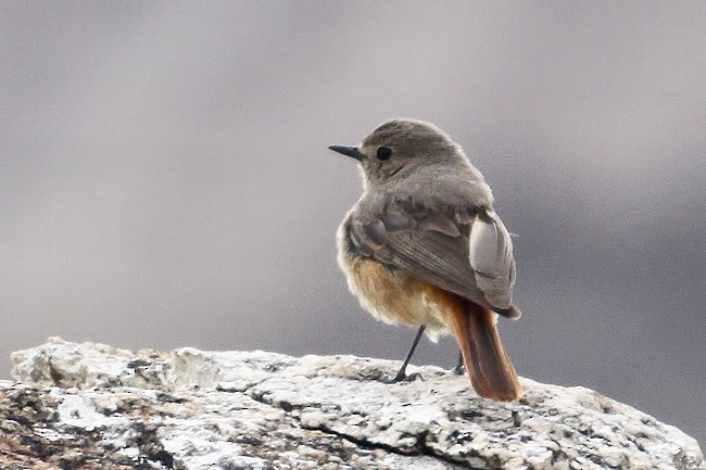 Black Redstart - ML616709569