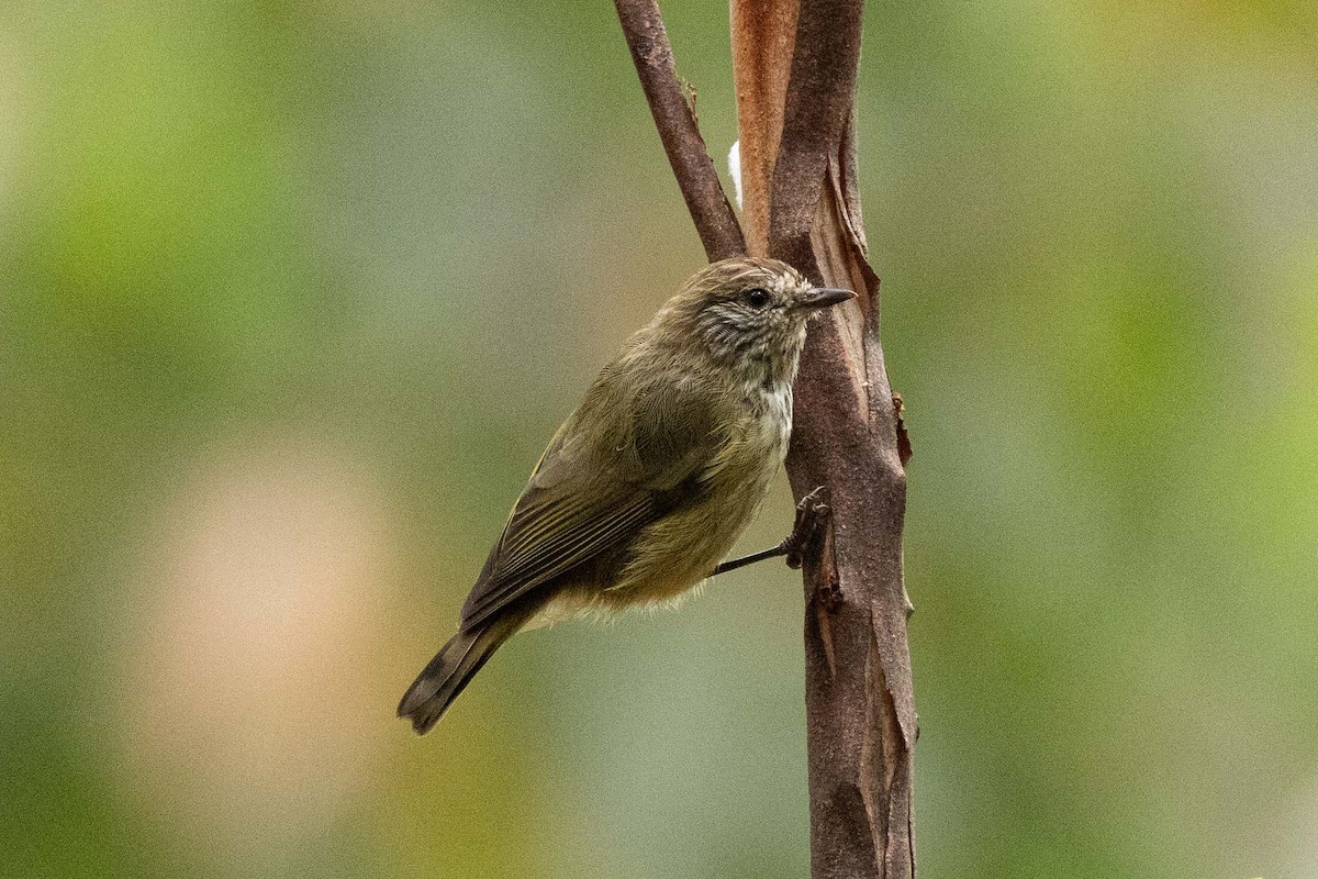 Striated Thornbill - ML616709580