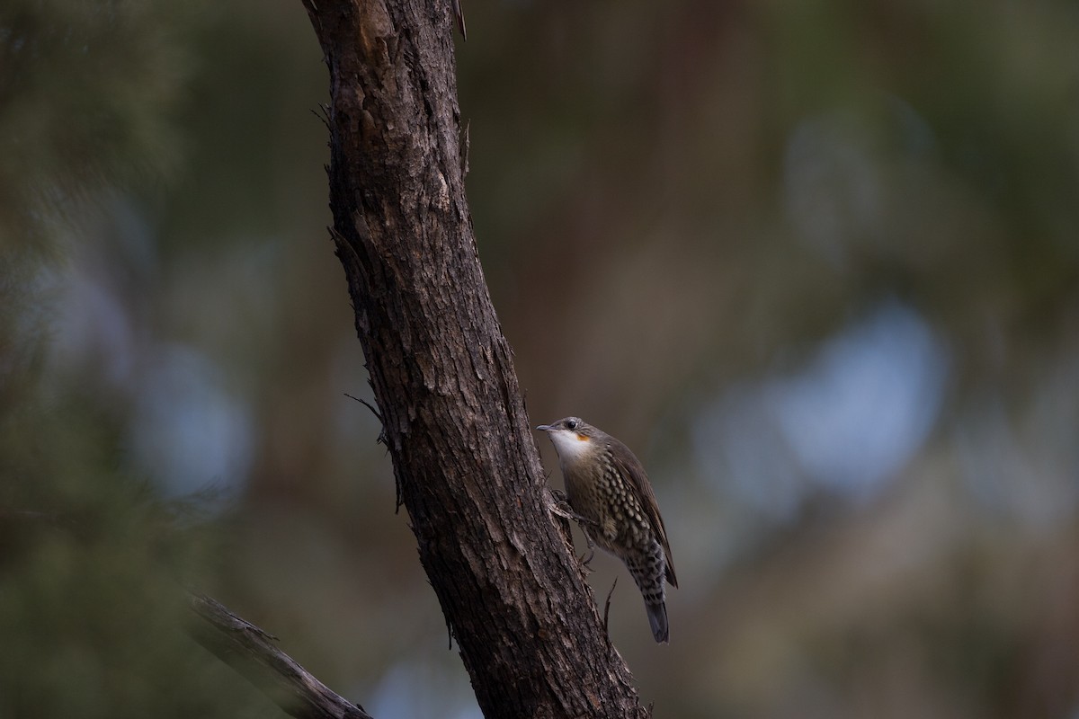 White-throated Treecreeper (White-throated) - michael todd