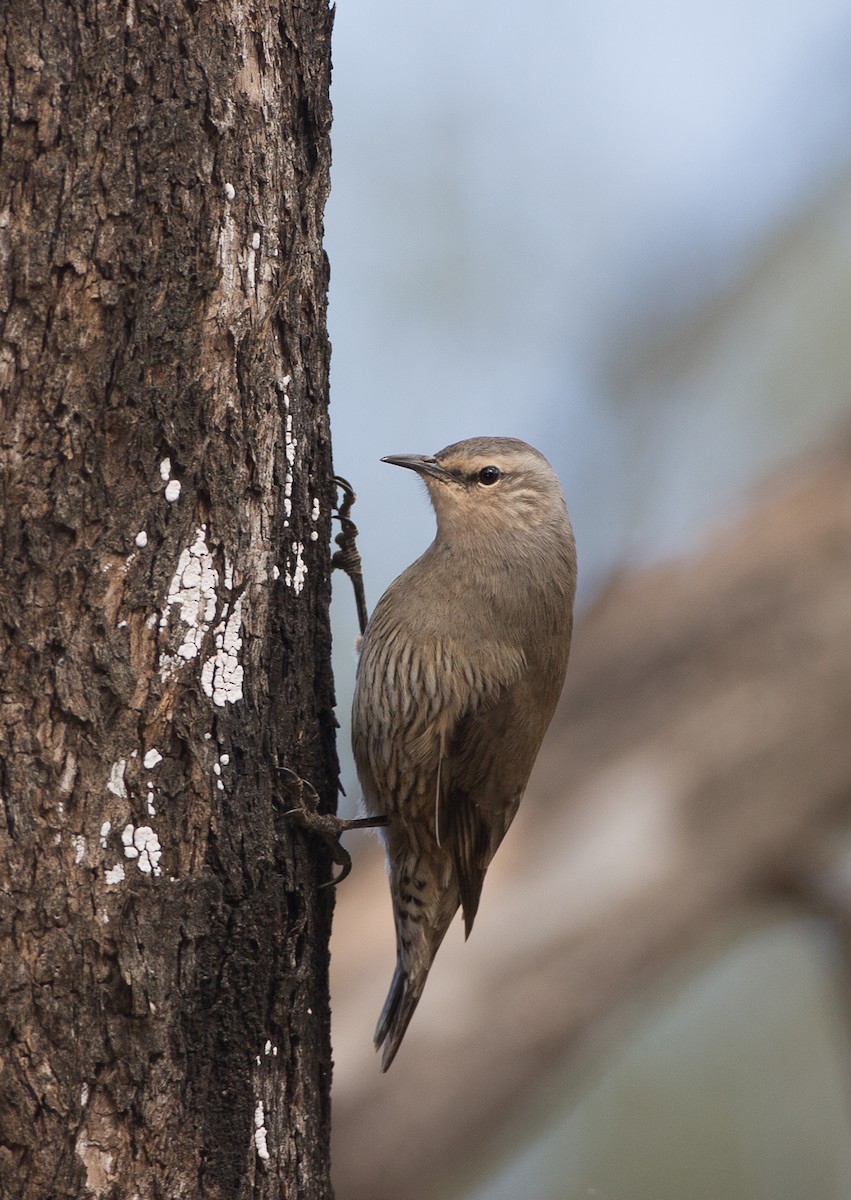 Brown Treecreeper - ML616709594