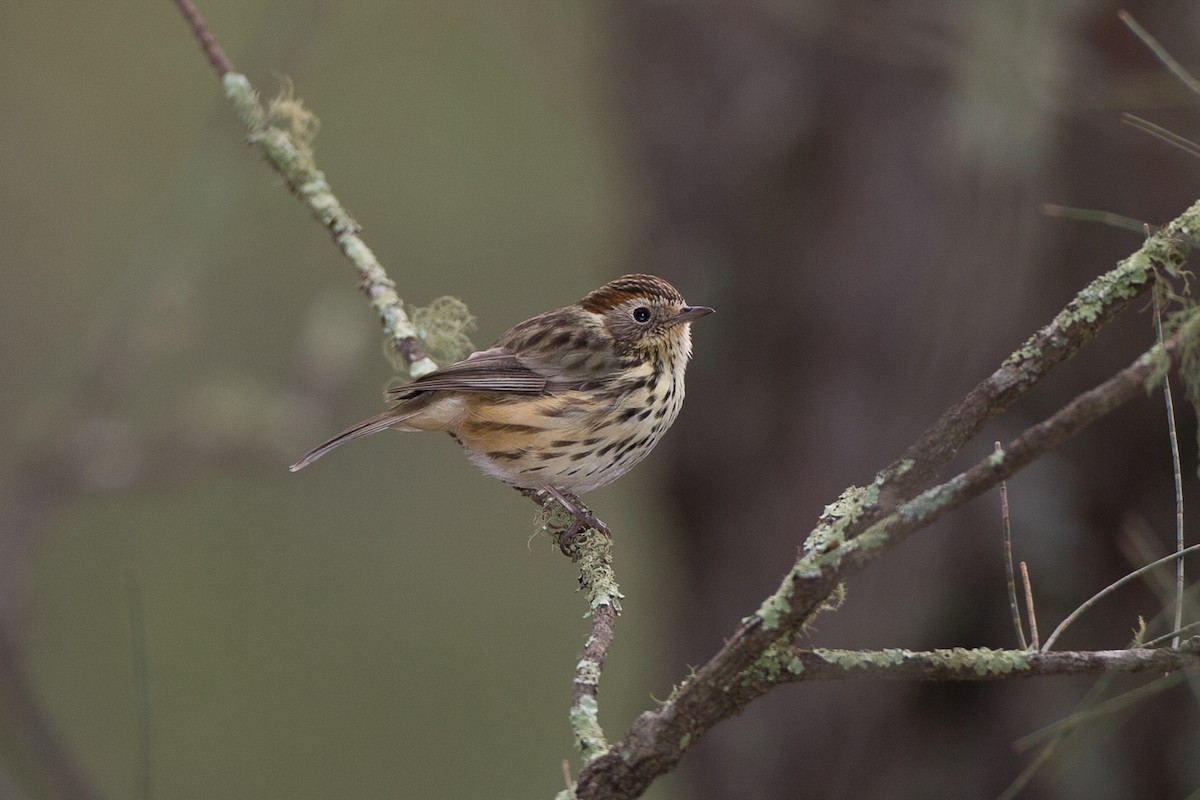 Speckled Warbler - michael todd