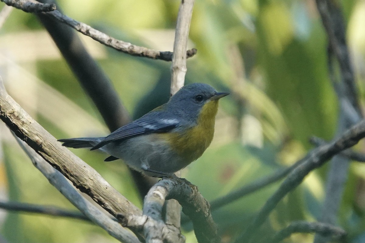 Tropical Parula - ML616709629