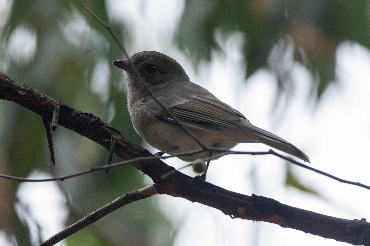 Golden Whistler - ML616709632