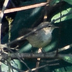 Dusky Warbler - Robin Cupp