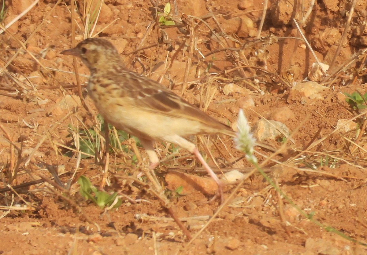 Richard's Pipit - Shivaprakash Adavanne