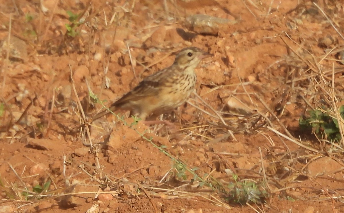 Richard's Pipit - Shivaprakash Adavanne