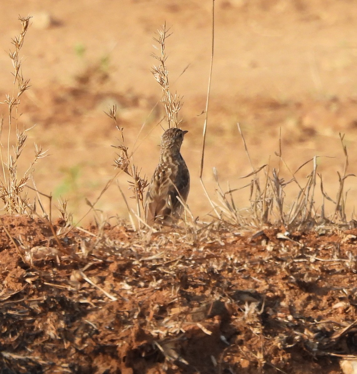 Richard's Pipit - Shivaprakash Adavanne