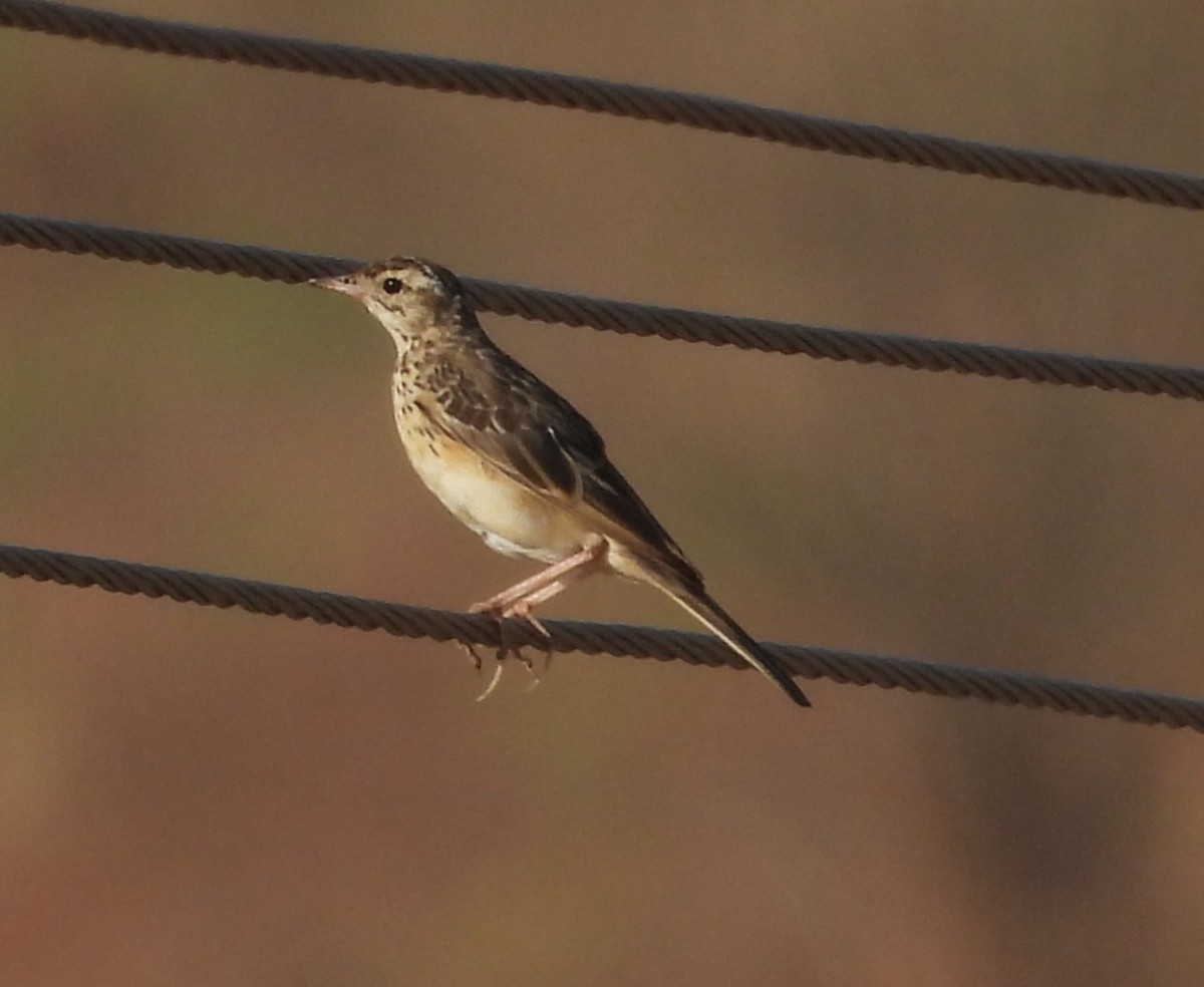 Richard's Pipit - Shivaprakash Adavanne