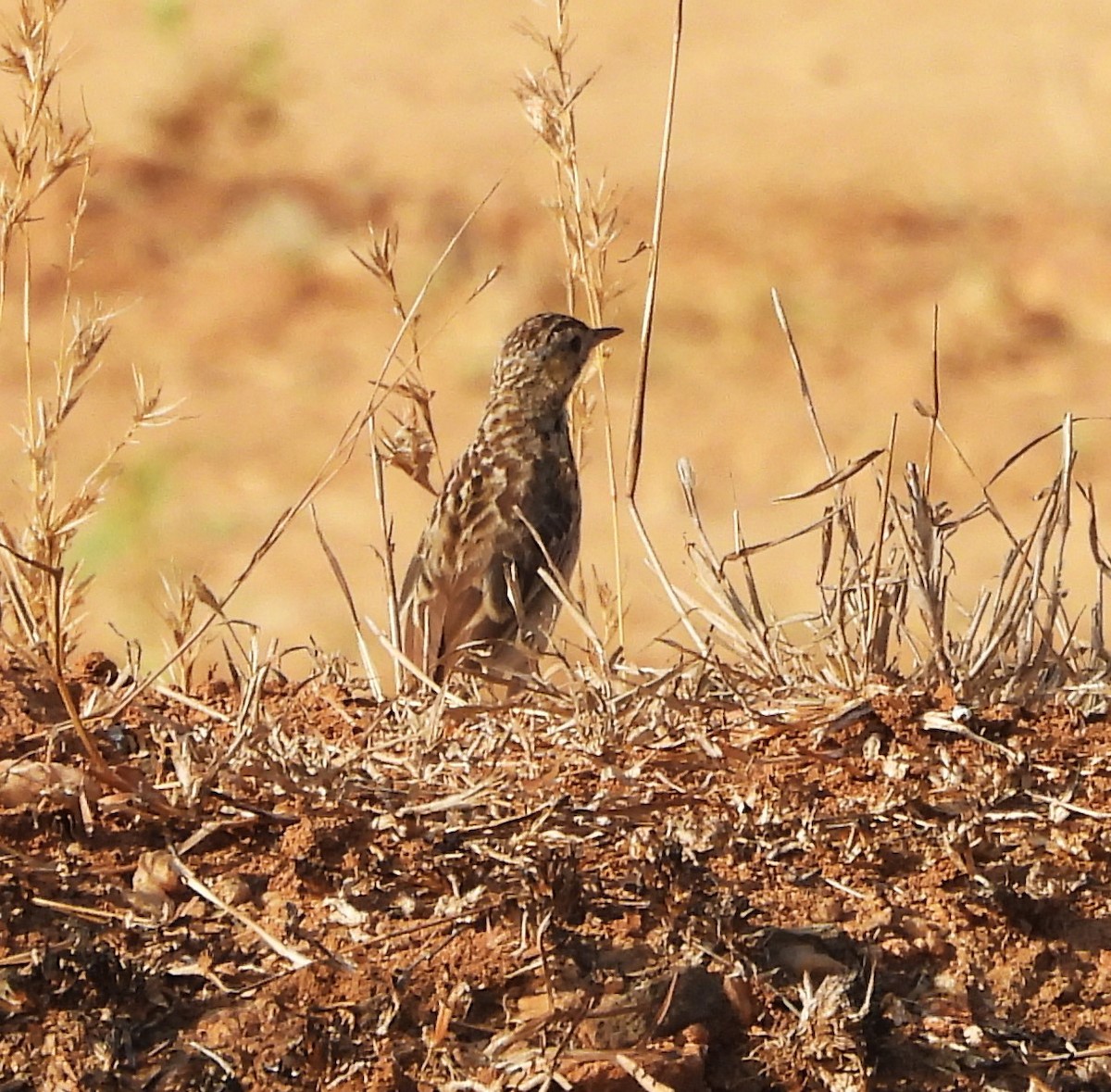 Richard's Pipit - Shivaprakash Adavanne