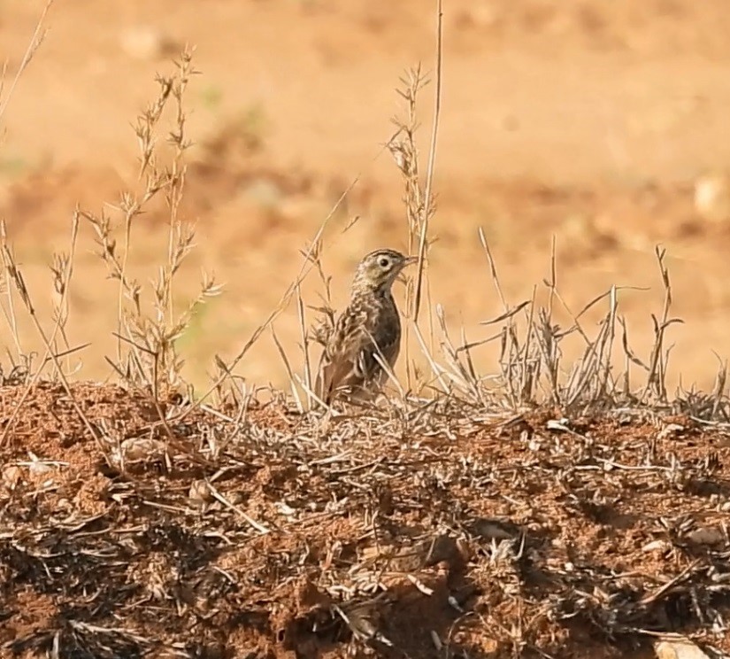 Richard's Pipit - Shivaprakash Adavanne