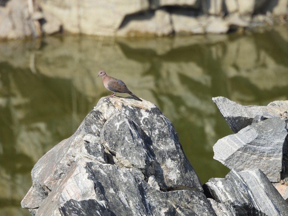 Laughing Dove - ML616709662