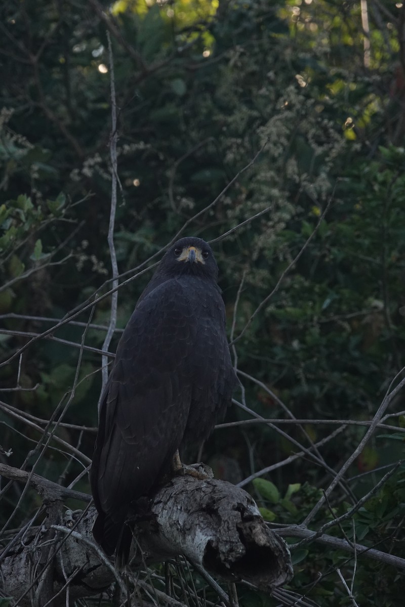 Common Black Hawk - Emma Reader-Lee