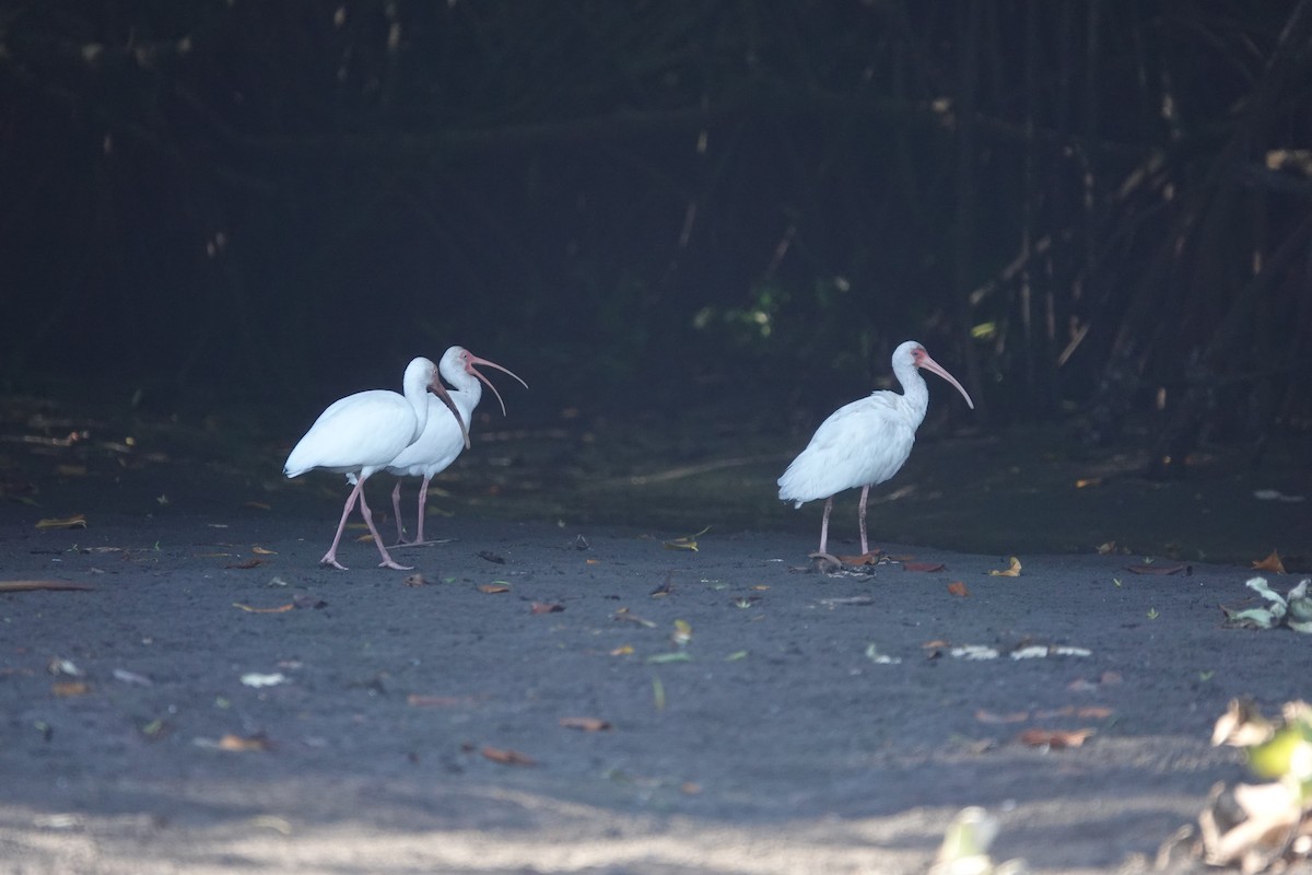 ibis bílý - ML616709667