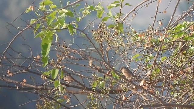 Gray-necked Bunting - ML616709673