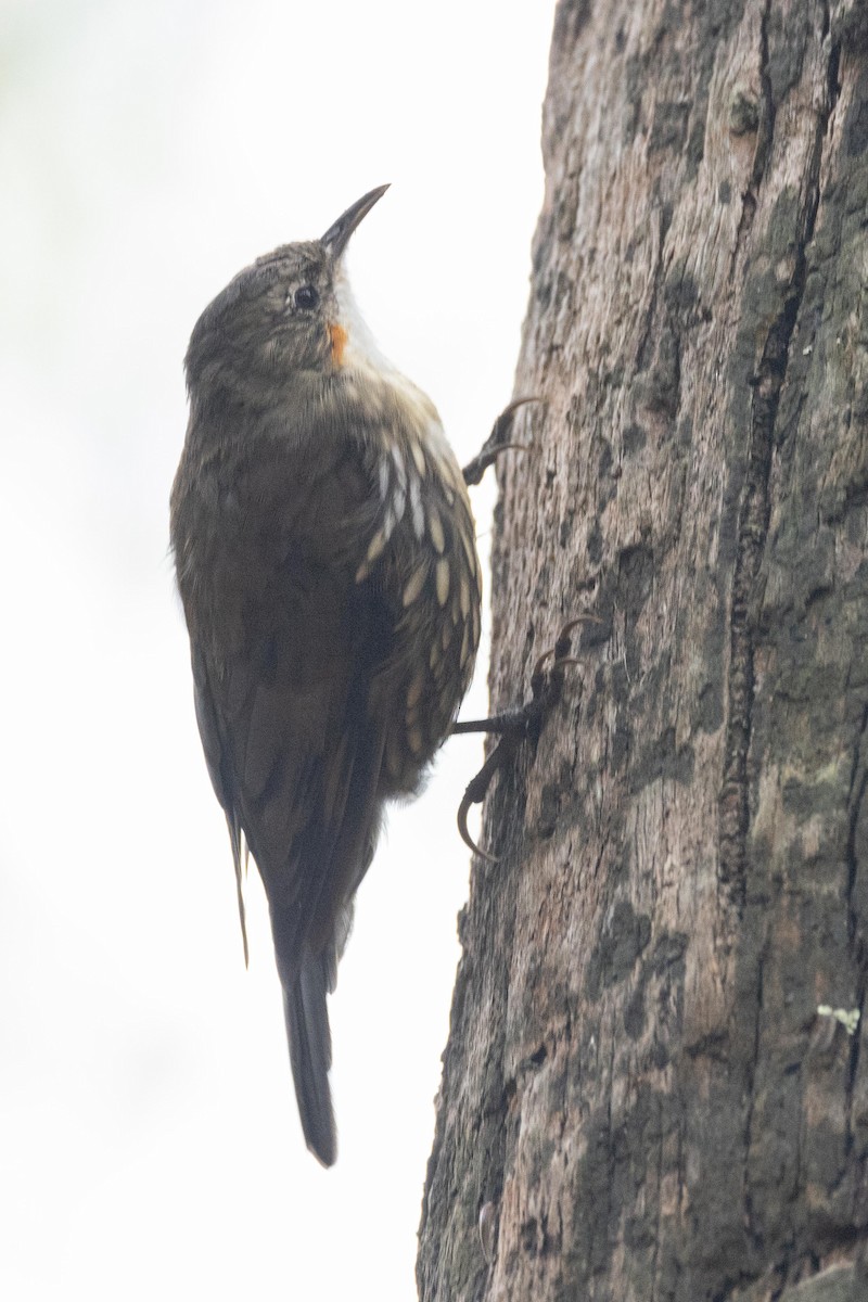 White-throated Treecreeper - ML616709709