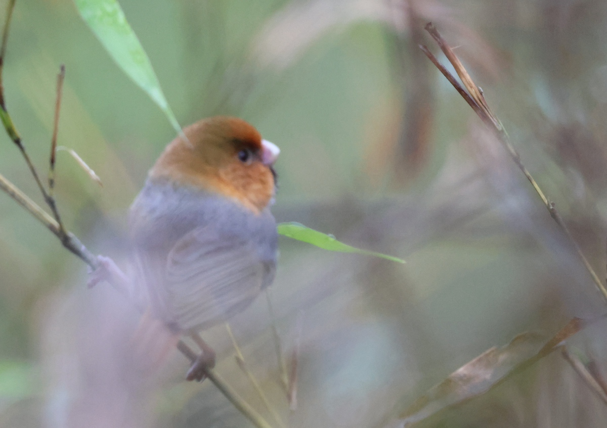 Short-tailed Parrotbill - Wendong Xie