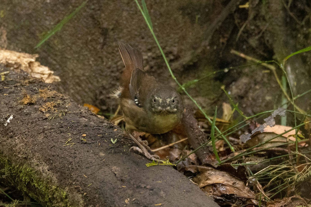 White-browed Scrubwren - ML616709735