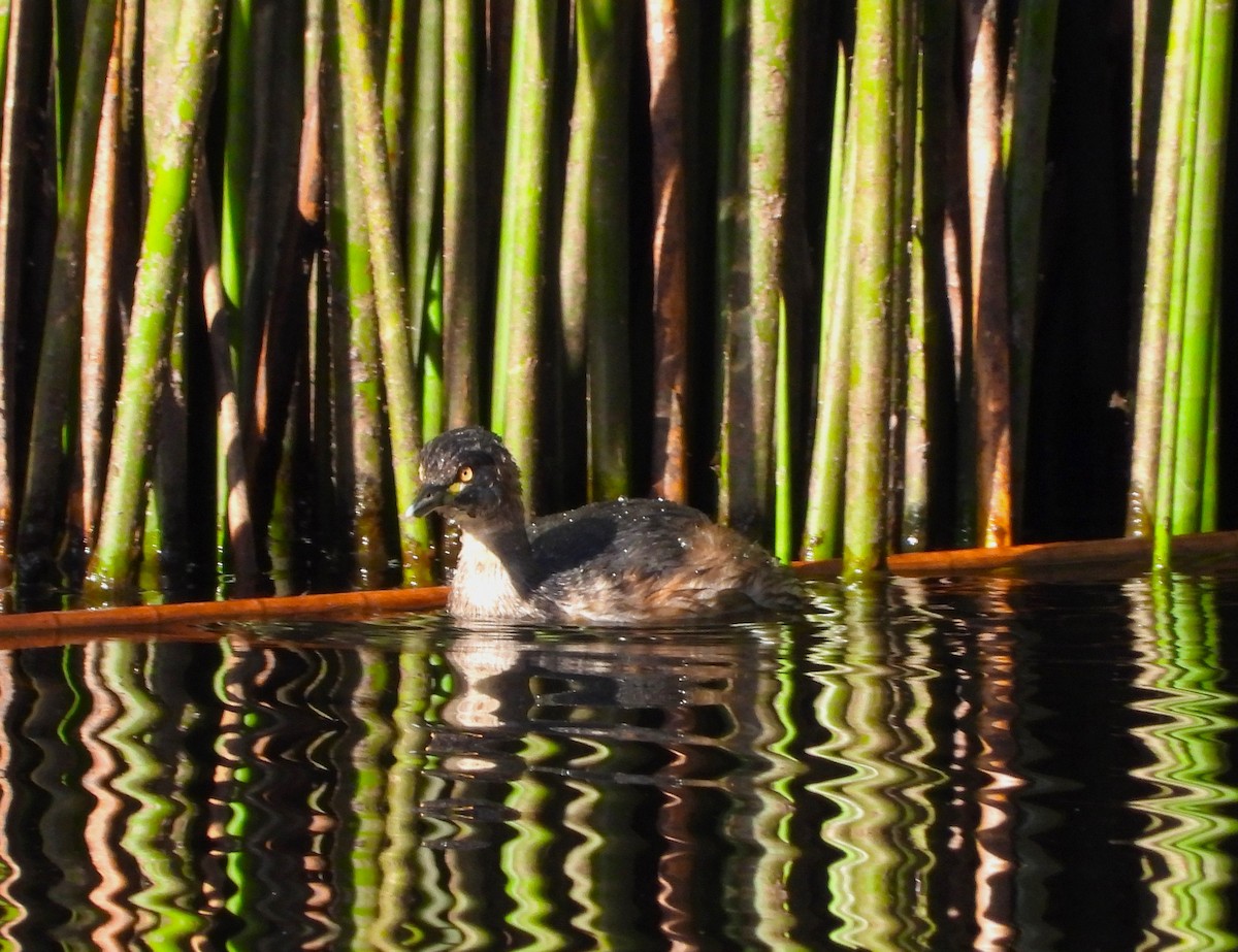 Australasian Grebe - ML616709741