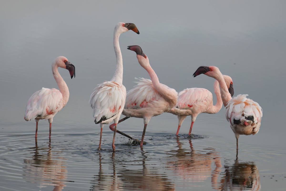 Lesser Flamingo - ML616709745