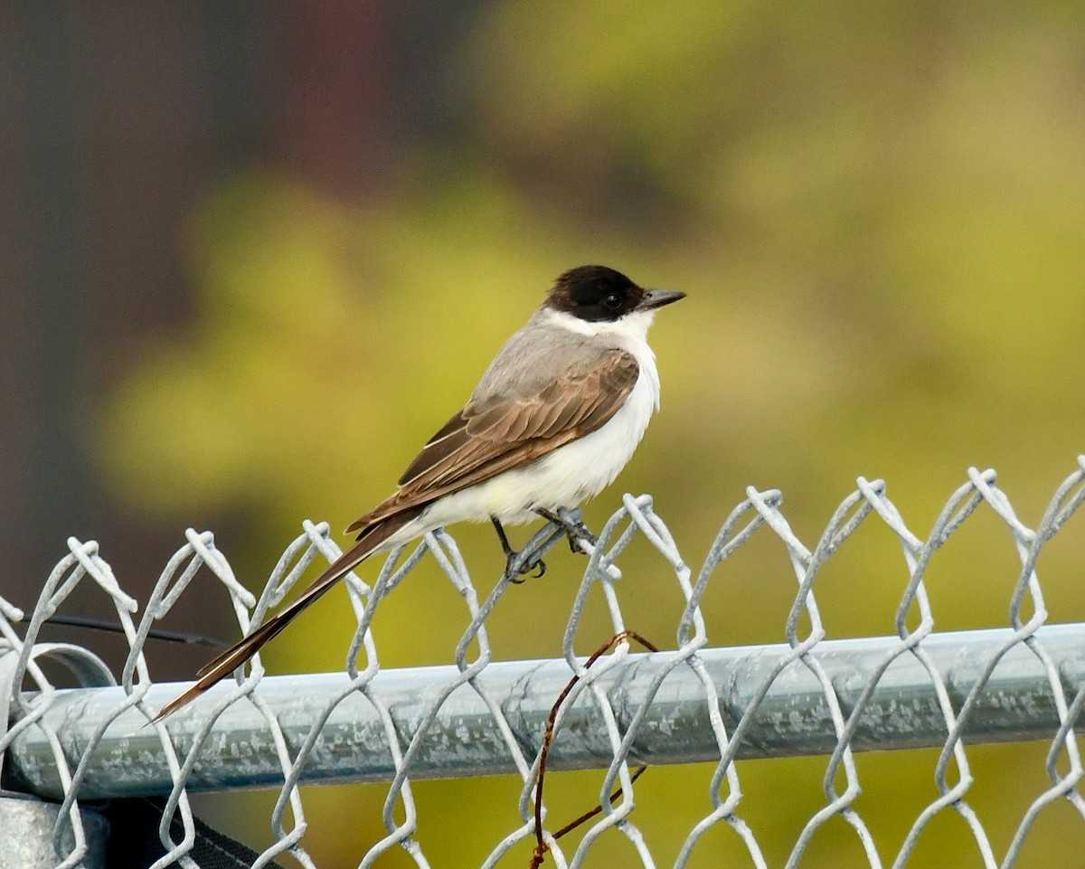 Fork-tailed Flycatcher - ML616709746