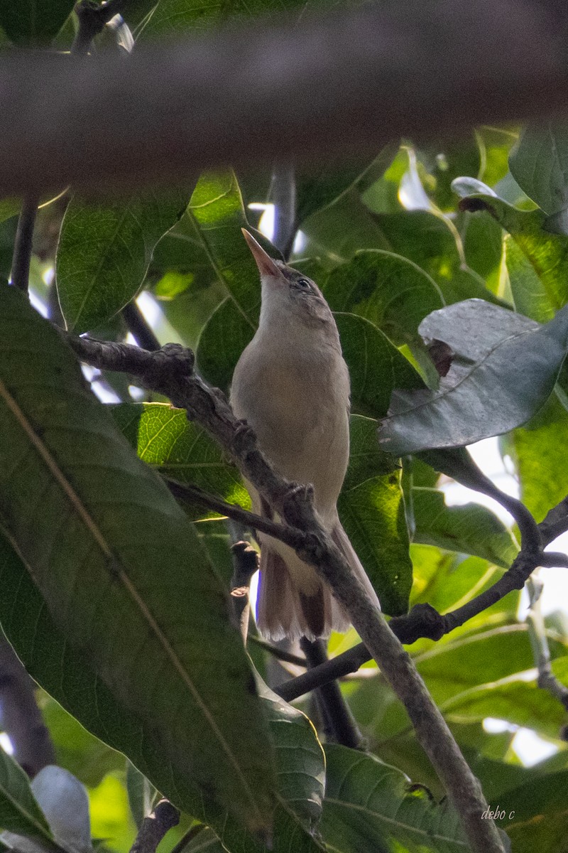 Large-billed Reed Warbler - ML616709748