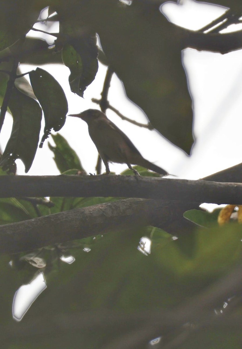 Large-billed Reed Warbler - Debojyoti Chakraborty