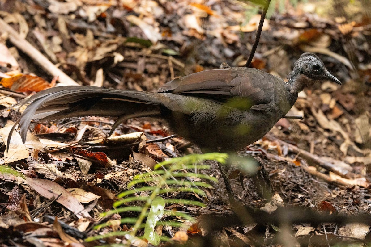 Superb Lyrebird - ML616709786