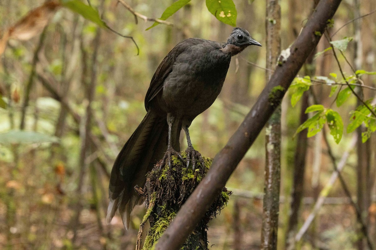 Superb Lyrebird - ML616709788