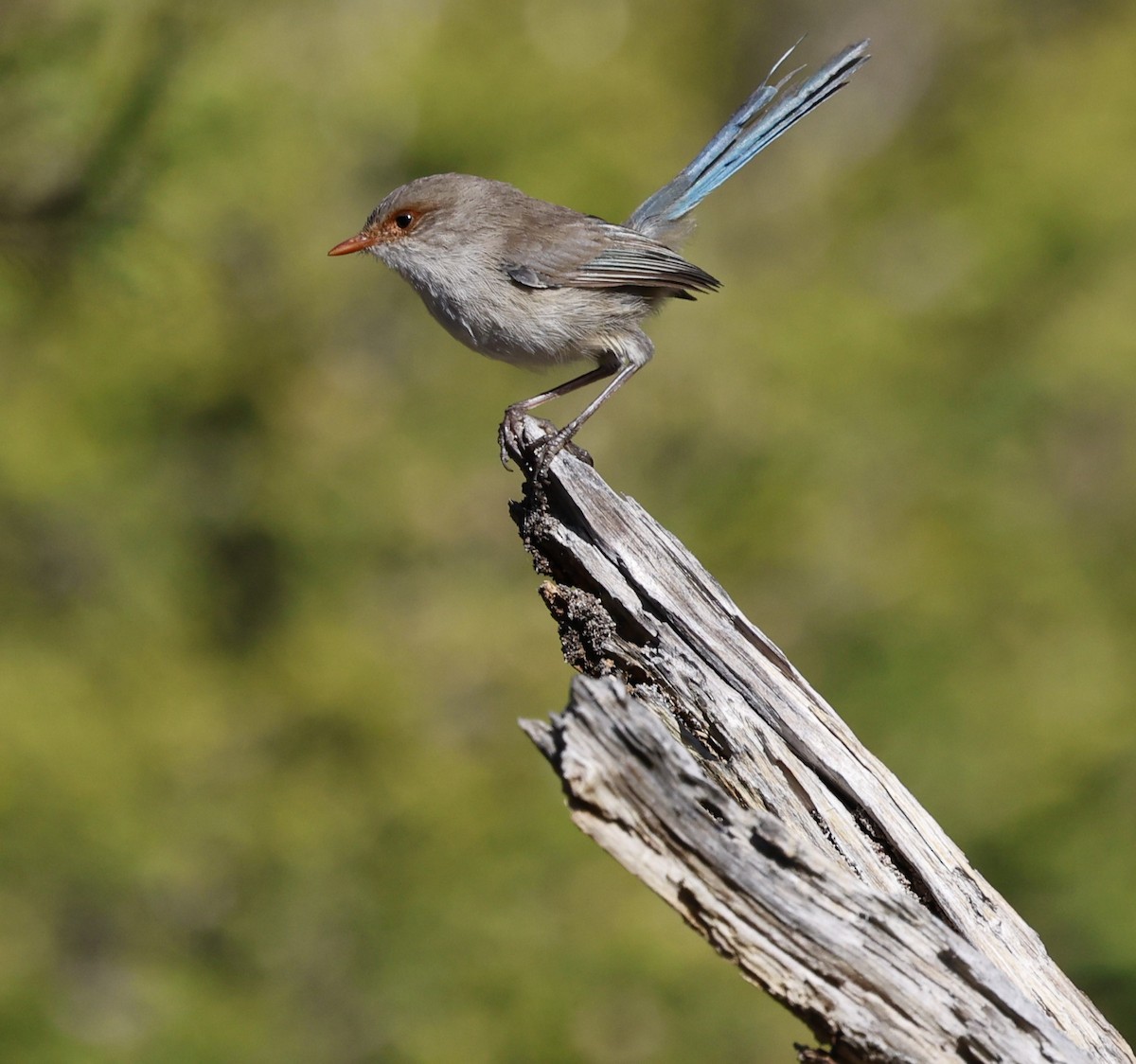 Splendid Fairywren - ML616709795