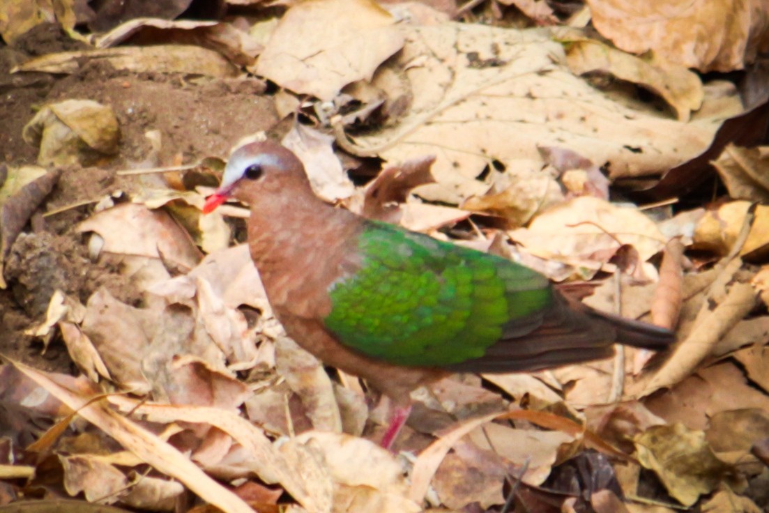 Palomita Esmeralda Cabecigrís - ML616709810