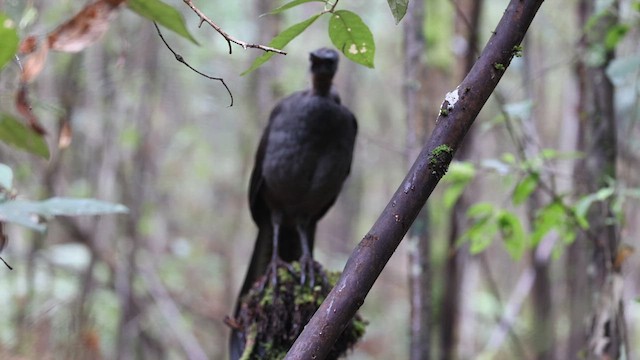 Superb Lyrebird - ML616709819