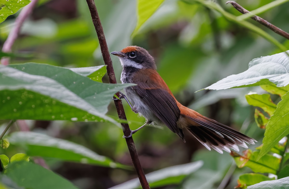 Solomons Rufous Fantail (Rufous-backed) - Mike Edgecombe