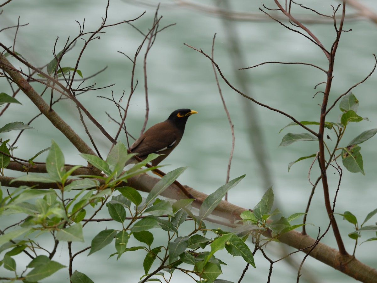 Common Myna - ML616709842